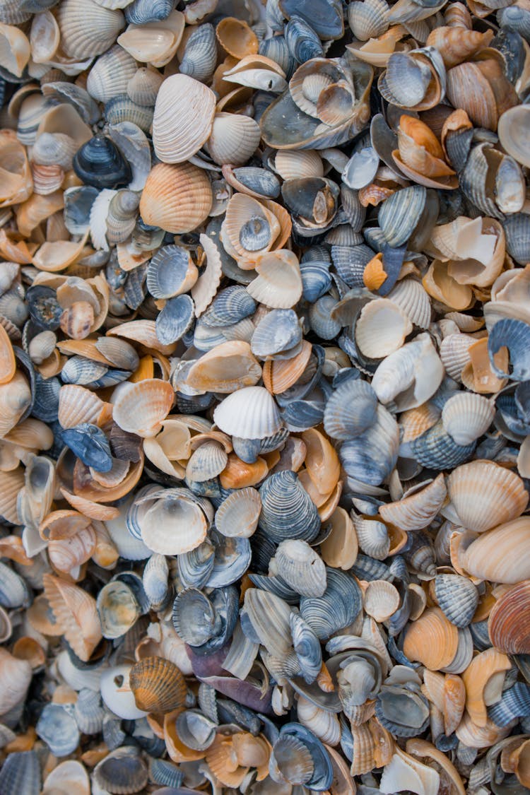 Stock Of Shells