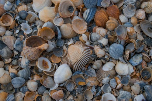 Shells on the Beach