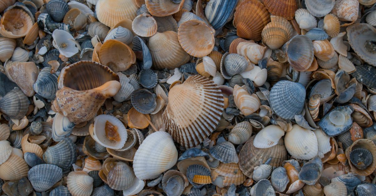An array of colorful seashells spread across the shore, capturing the beauty of ocean treasures.
