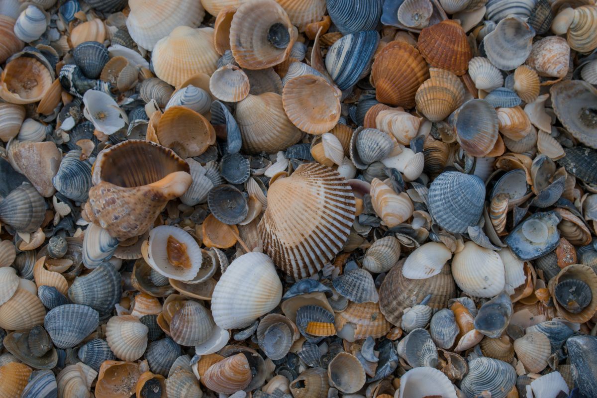 A Close-Up Shot of Seashells at a Beach · Free Stock Photo