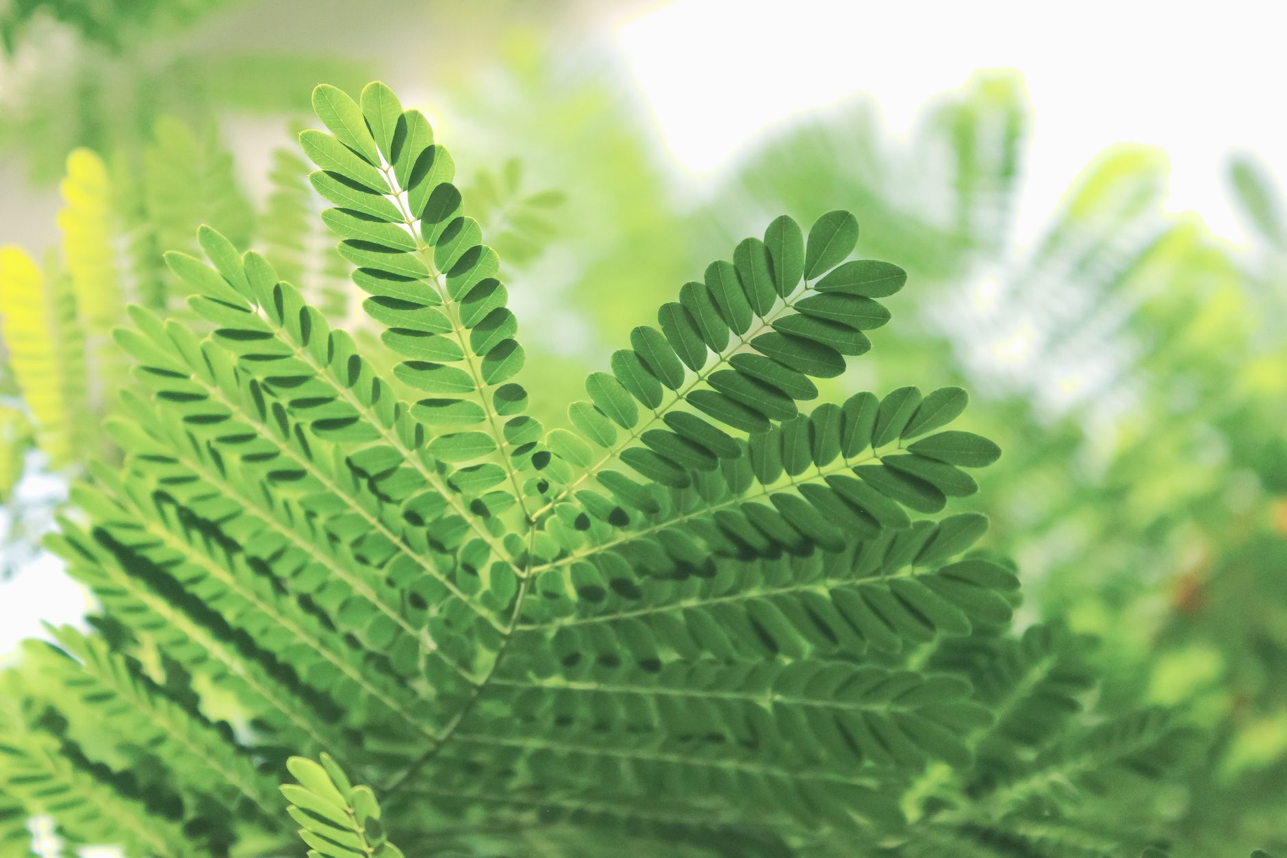 Close-up of fresh green moringa leaves on a woven basket with a glass of moringa powder tea in the background Close-up of fresh green moringa leaves on a woven basket with a glass of moringa powder tea in the background