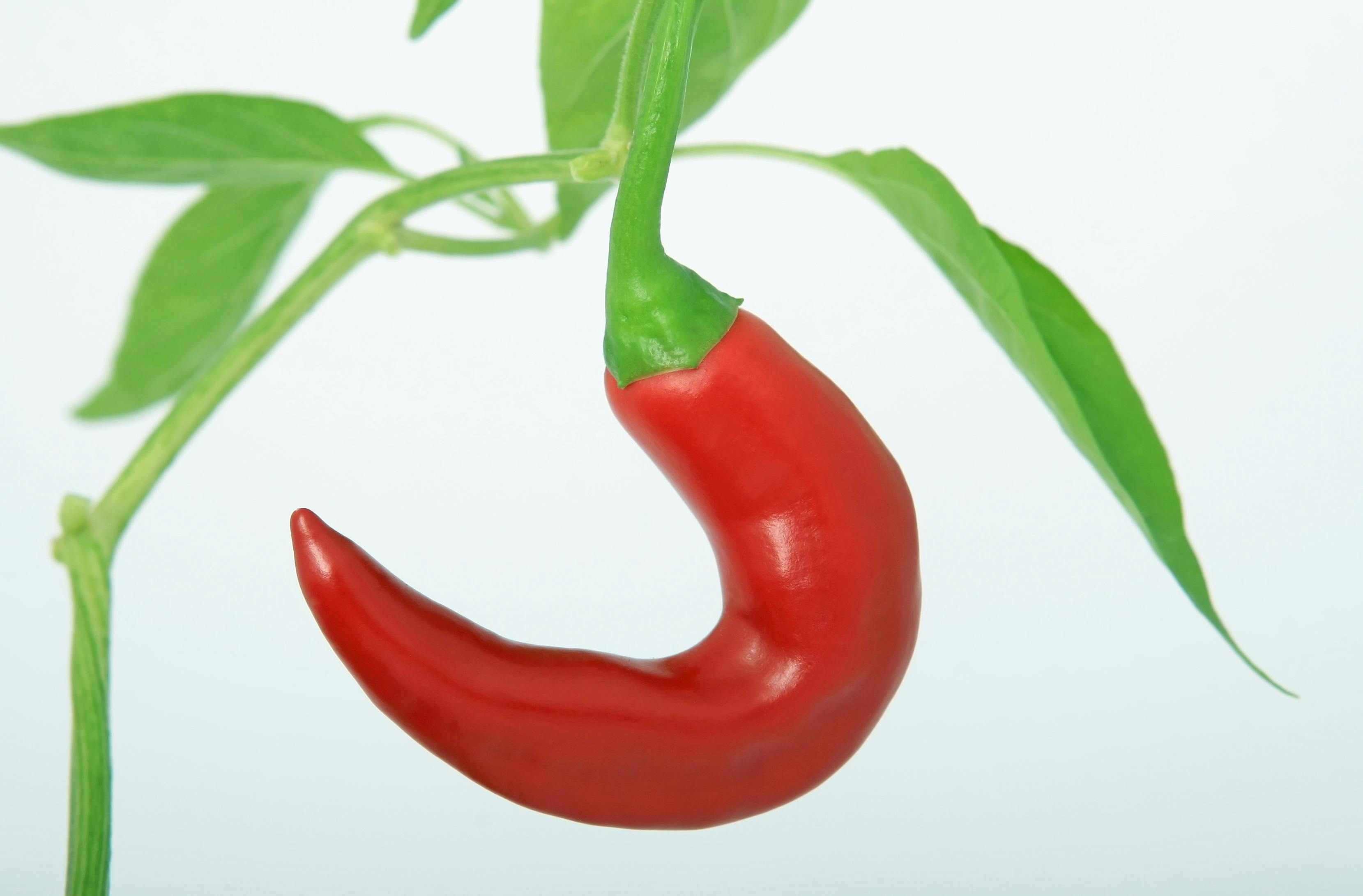 calories in chili pepper