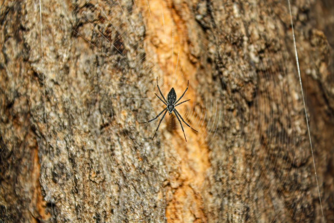 Foto de stock gratuita sobre al aire libre, arácnido, araña, araña ...