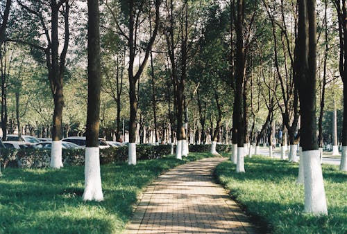 Foto d'estoc gratuïta de arbres forestals, natural, pista