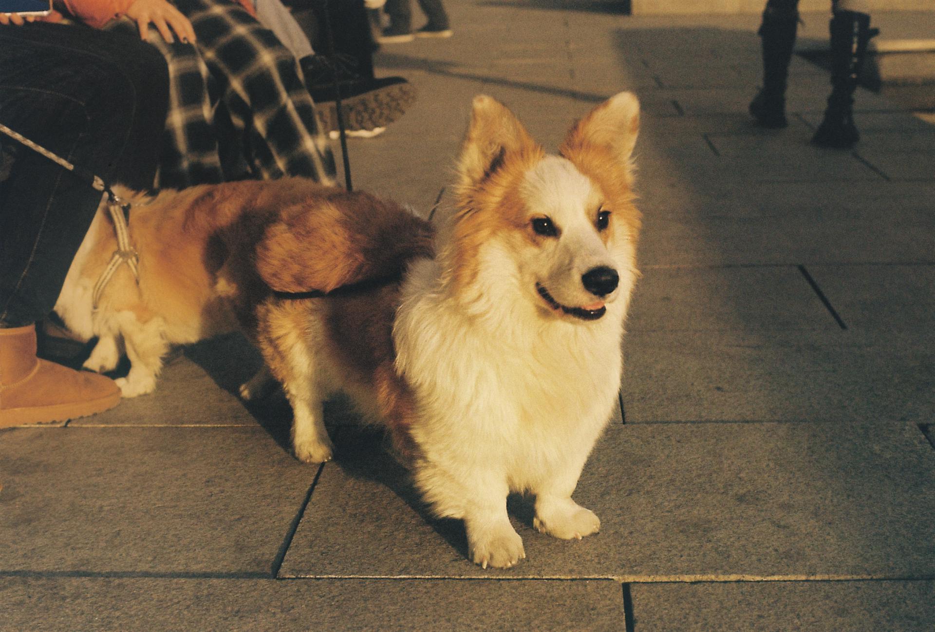 En corgihund på koppel utomhus på trottoaren