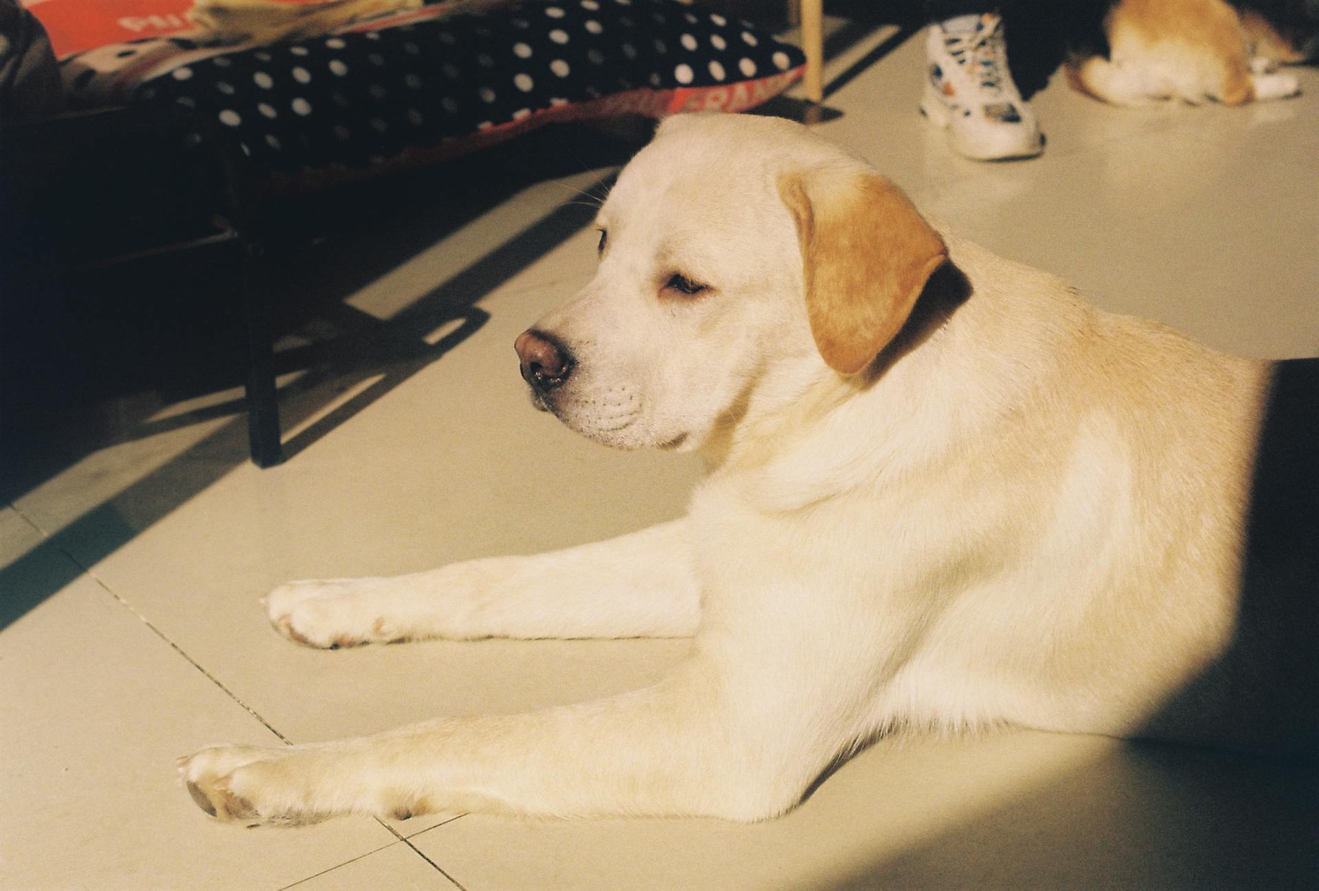 Een hond die op de vloer ligt