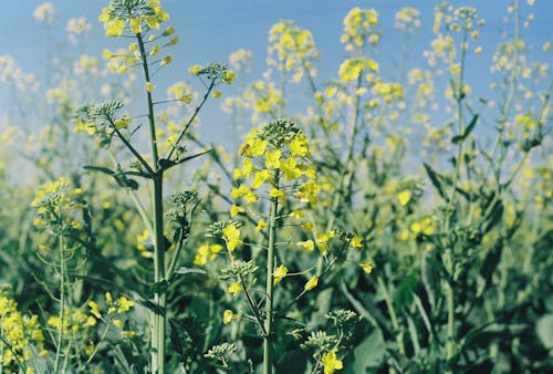 Foto d'estoc gratuïta de abella, flors de violació, llum solar