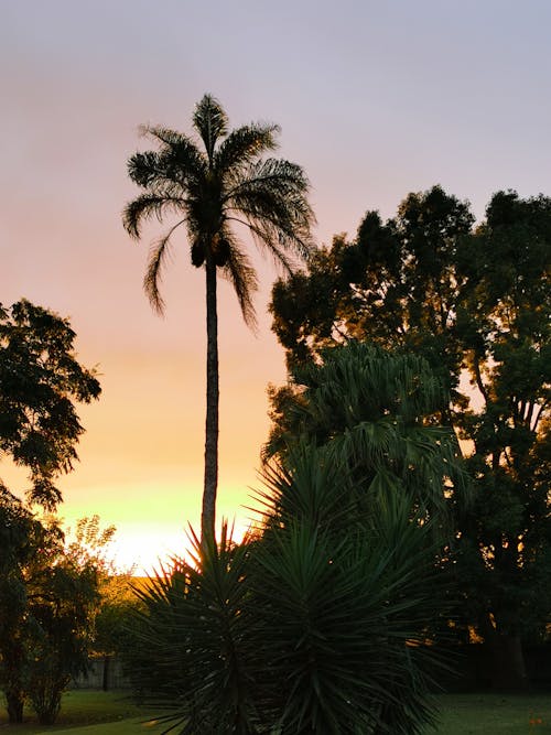 Palm Tree at Dusk