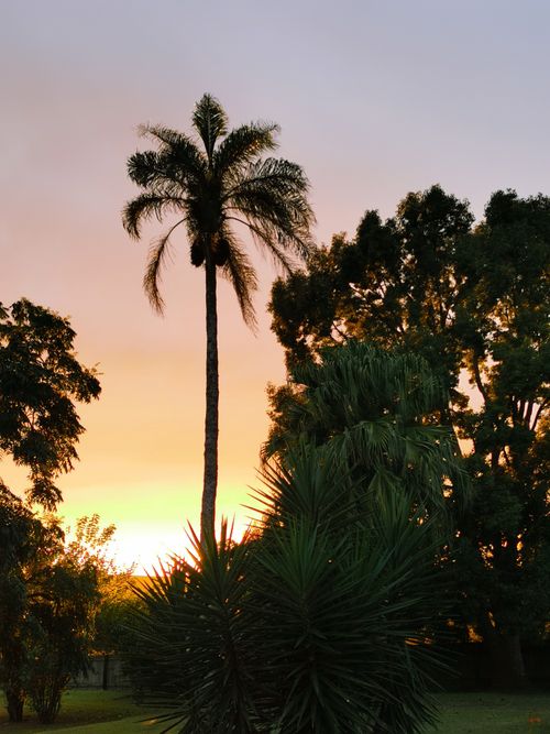 Free Serene tropical sunset with palm trees in Harburg, South Africa. Stock Photo