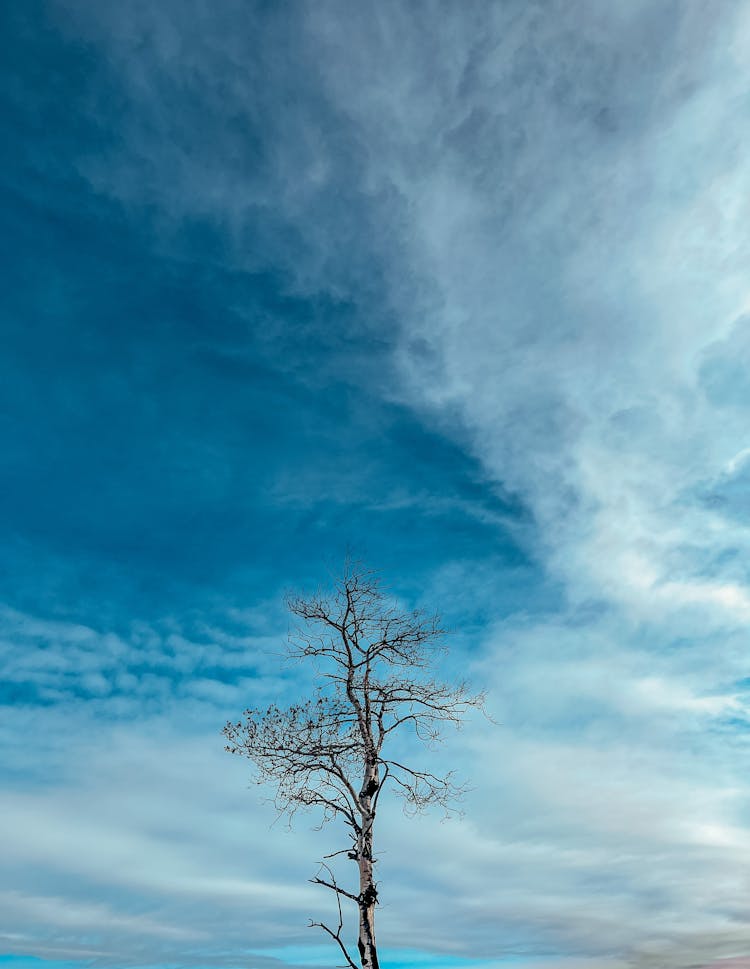 Sky Over Single, Bare Tree