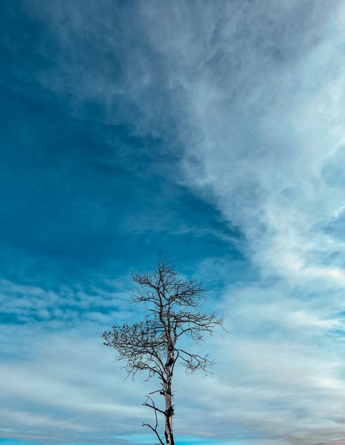 Free A solitary tree stands beneath a vast, cloud-filled blue sky, capturing nature's simplicity. Stock Photo