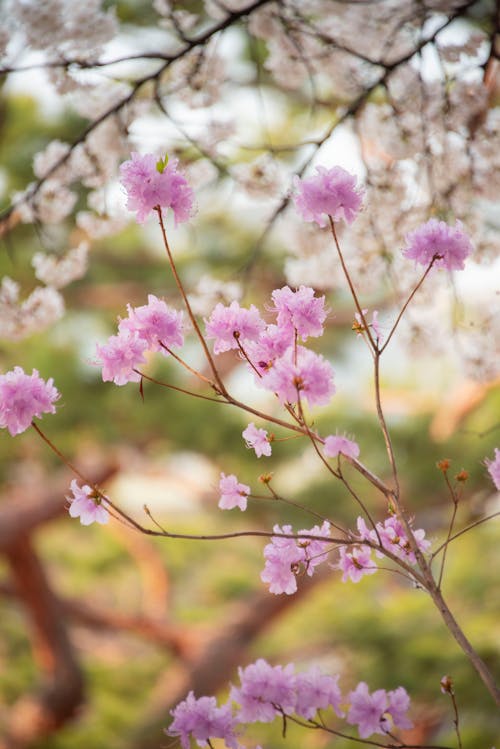 Close-up of Cherry Blossom 