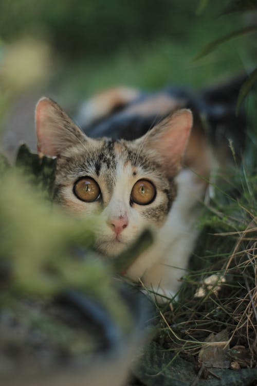 Close-up of a Kitten in Grass Outdoors 