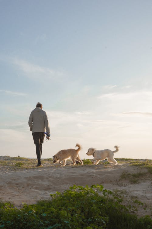 Man Walking Two Dogs 