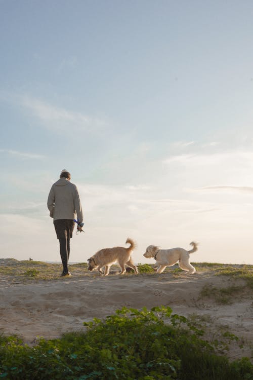 Imagine de stoc gratuită din animale, animale de casă, câine mers pe jos