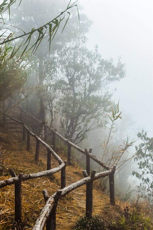 Footpath with Wooden Railing in Woods