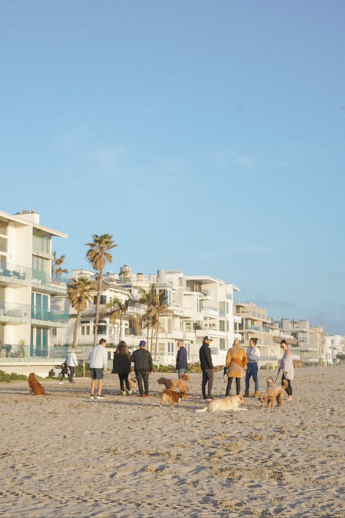 People with Dogs Spending Time Together at Venice Beach in USA