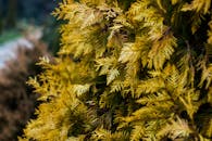 户外环境中金黄色常绿树叶的详细特写