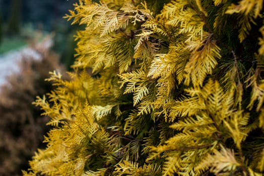 户外环境中金黄色常绿树叶的详细特写