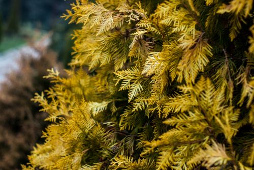 Free Detailed view of golden yellow evergreen leaves in an outdoor setting. Stock Photo
