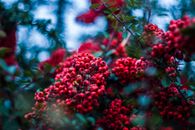 Selective Focus Photography of Red Wild Berry
