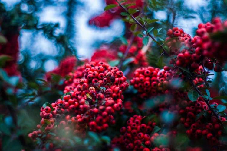 Selective Focus Photography Of Red Wild Berry