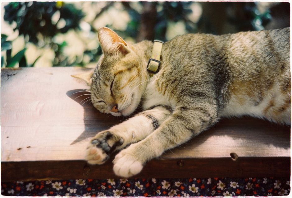 Close-up of a tabby cat sleeping with a collar on a wooden surface outdoors. Peaceful and warm vibe.
