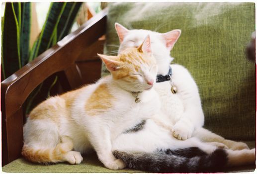 Two cats resting together on a green sofa. Peaceful and cozy scene perfect for pet lovers.
