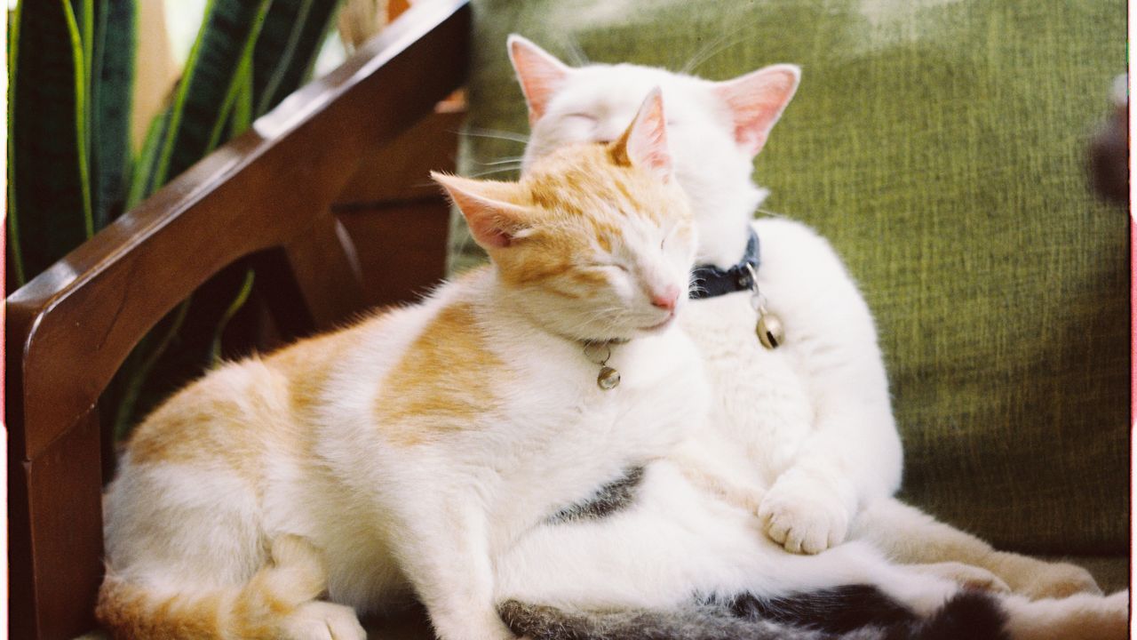 Two cats resting together on a green sofa.