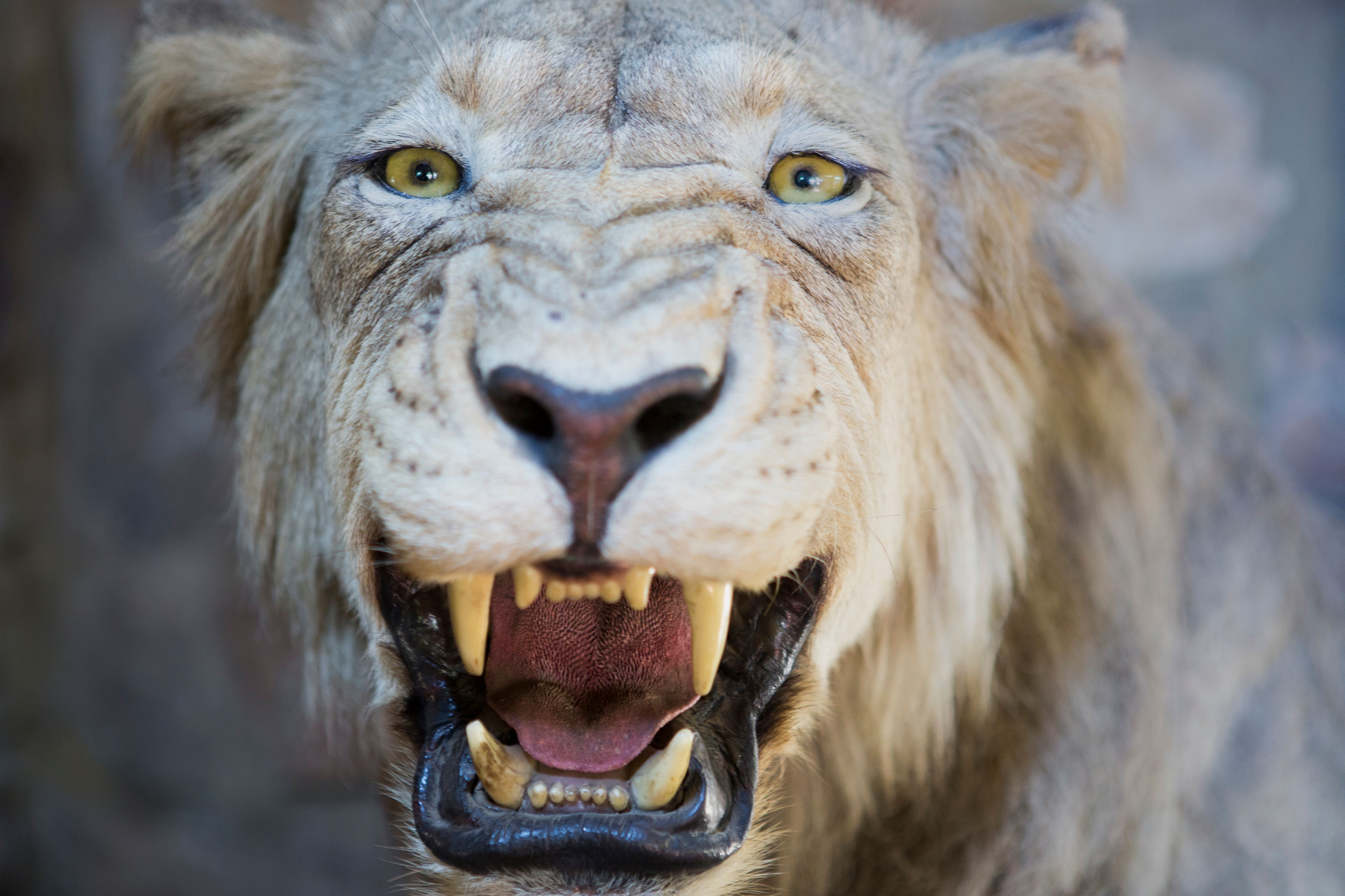 Detailed close-up of an Asiatic lion baring its teeth in Pretoria, South Africa.