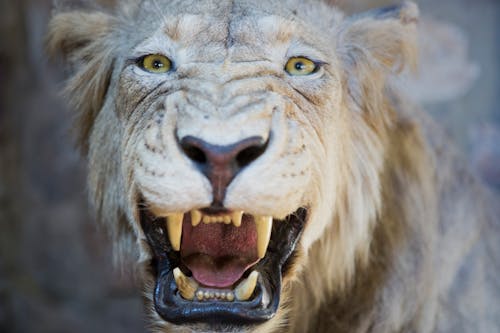 Furious Asiatic Lion in Close-up View