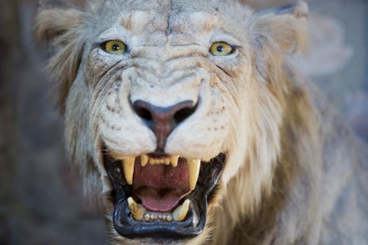 Lion