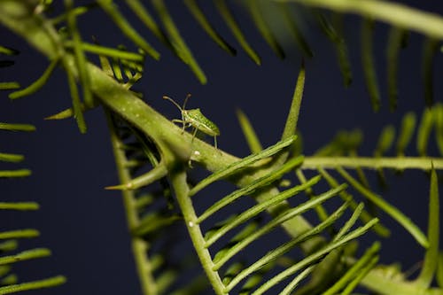 Green Bug Walk on Green Branch