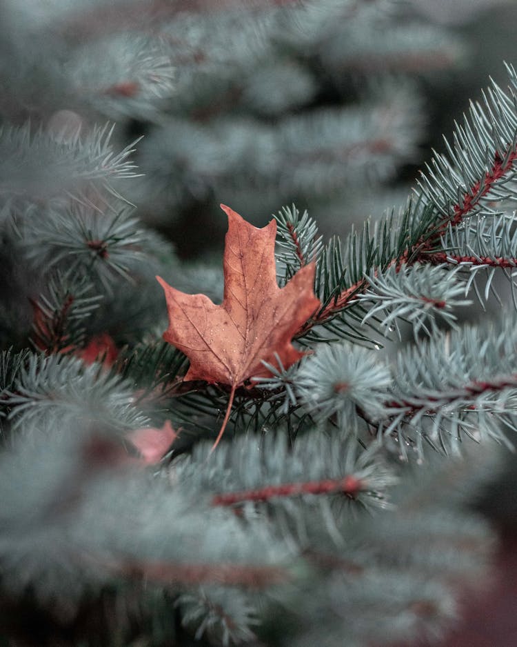 Dry Maple Leaf