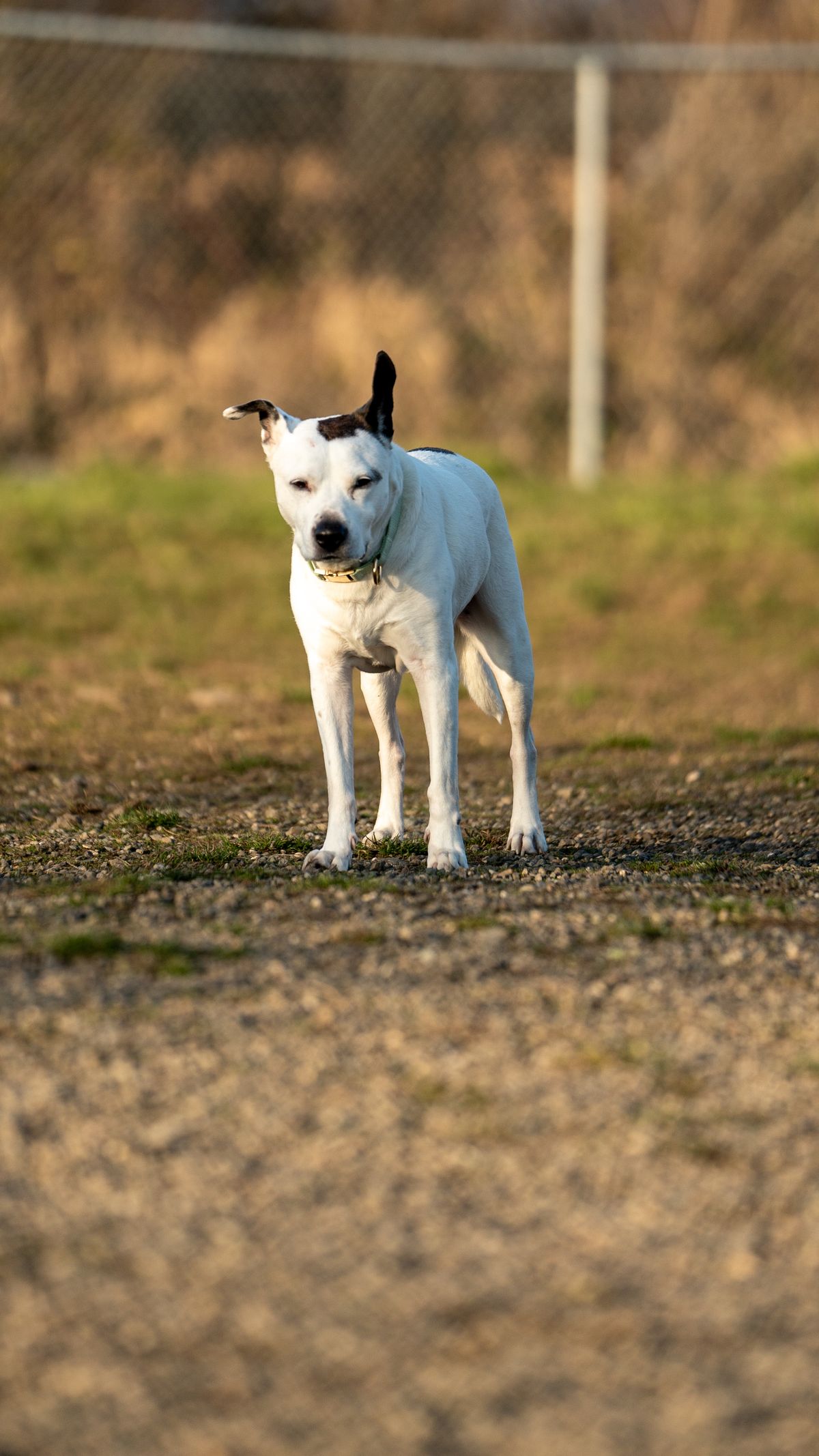 American Staffordshire Terrier en France : catégorie 1 ou 2, permis et règles