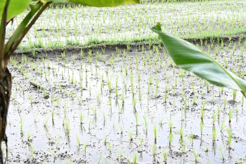 Gratis stockfoto met banaan, fabriek, Indonesië