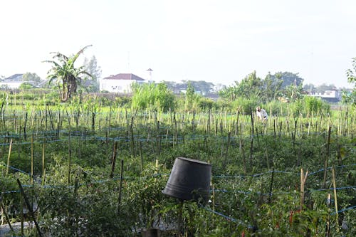 Gratis stockfoto met plantage, prachtige natuur