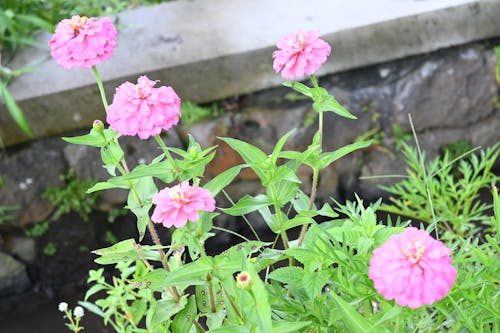 Gratis stockfoto met dorp, mooie bloemen, prachtige natuur