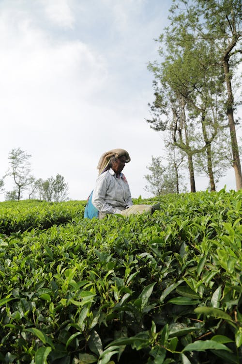 Farmer Working in Tea Field