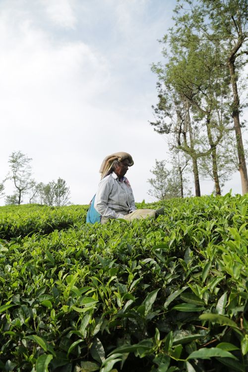 Tea leaves harvest