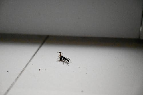 güzel doğa, hayvan davranışı, karınca içeren Ücretsiz stok fotoğraf