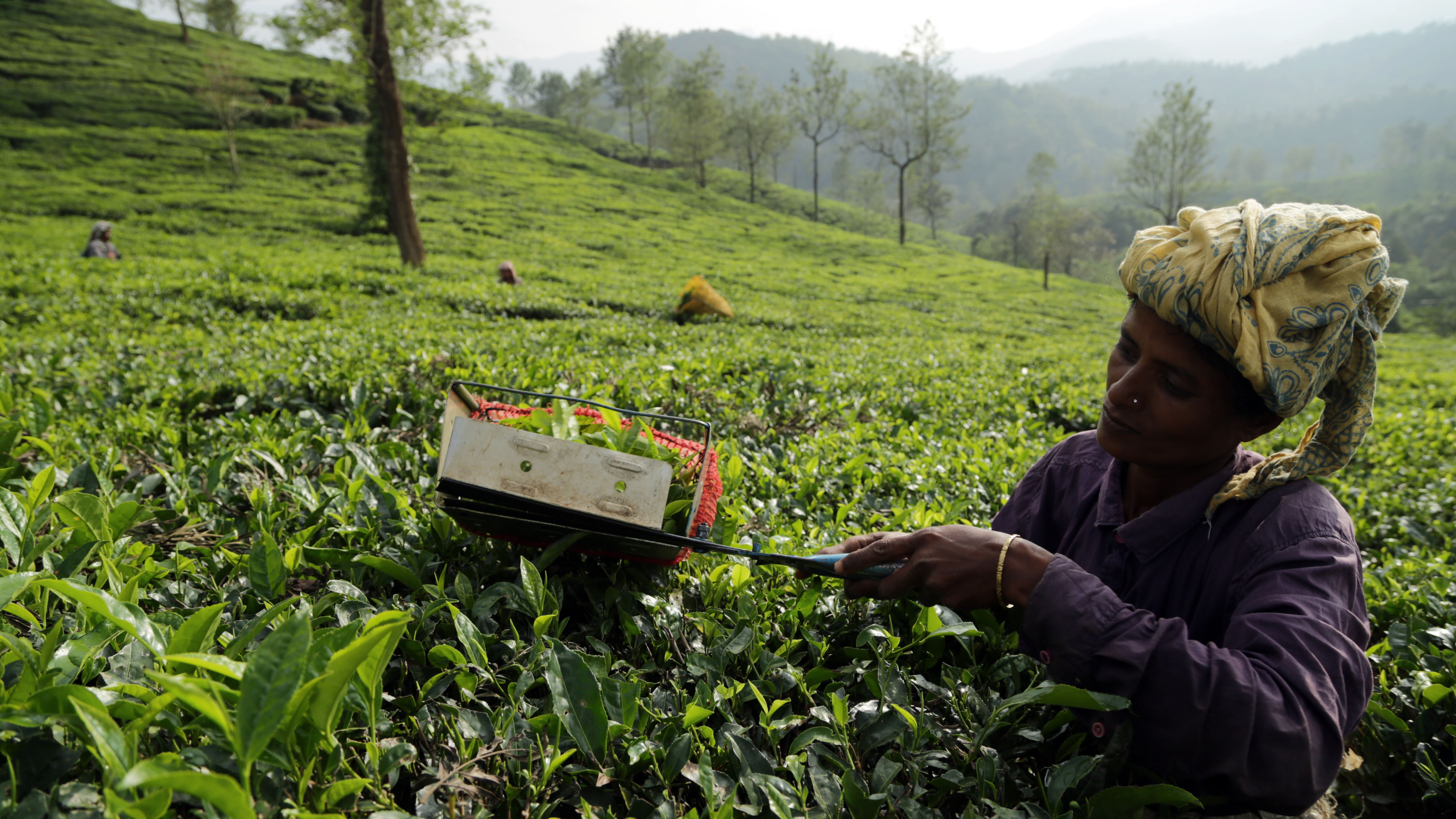 A woman harvesting tea leaves in a lush plantation in Wayanad, India.