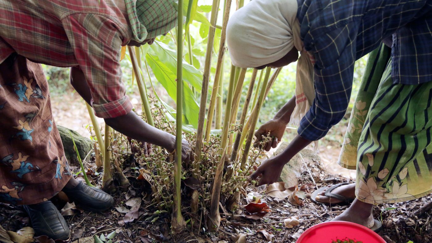 Women carefully harvesting cardamom in a green Wayanad plantation