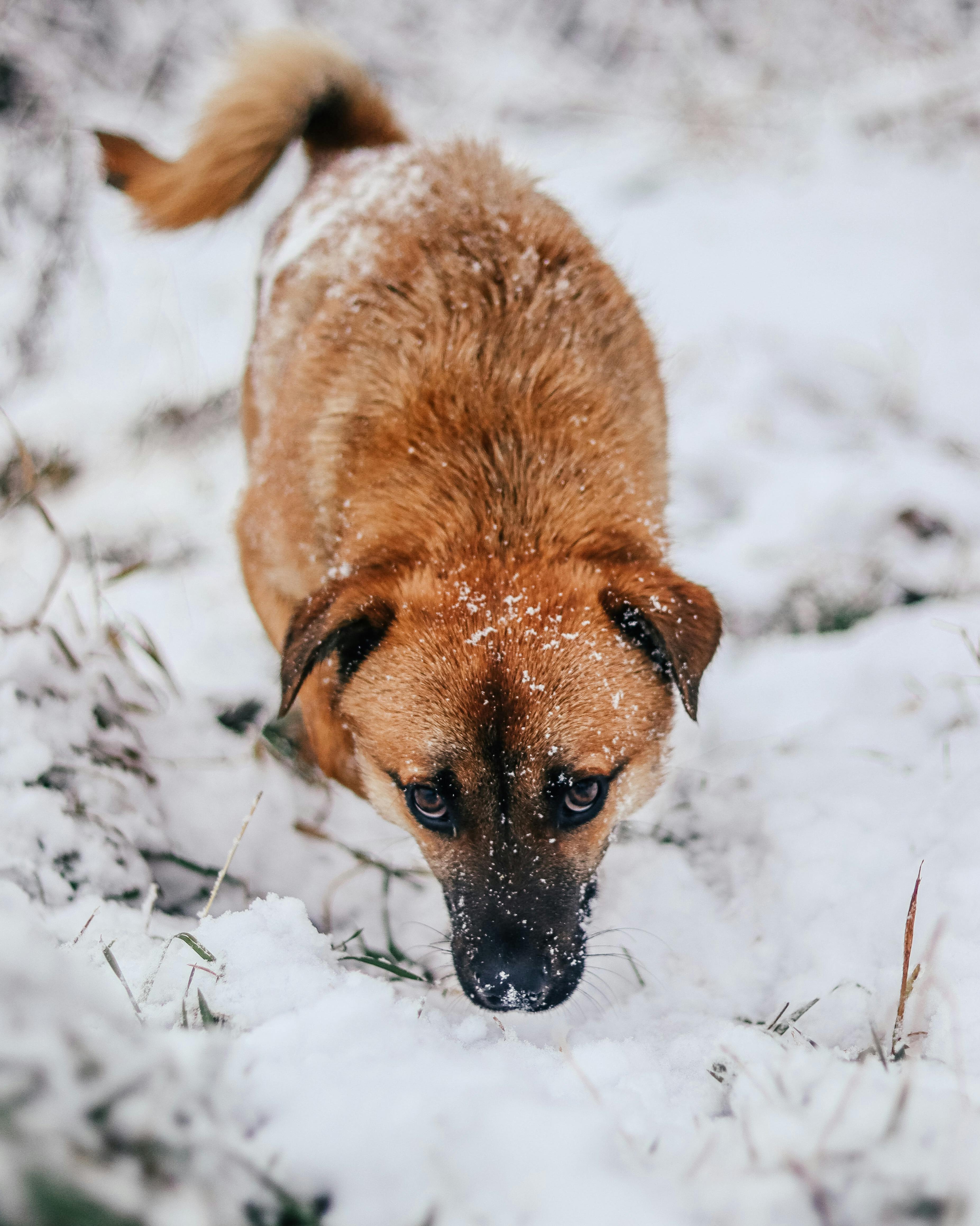 Adorable brown dog curiously exploring a snowy terrain during winter