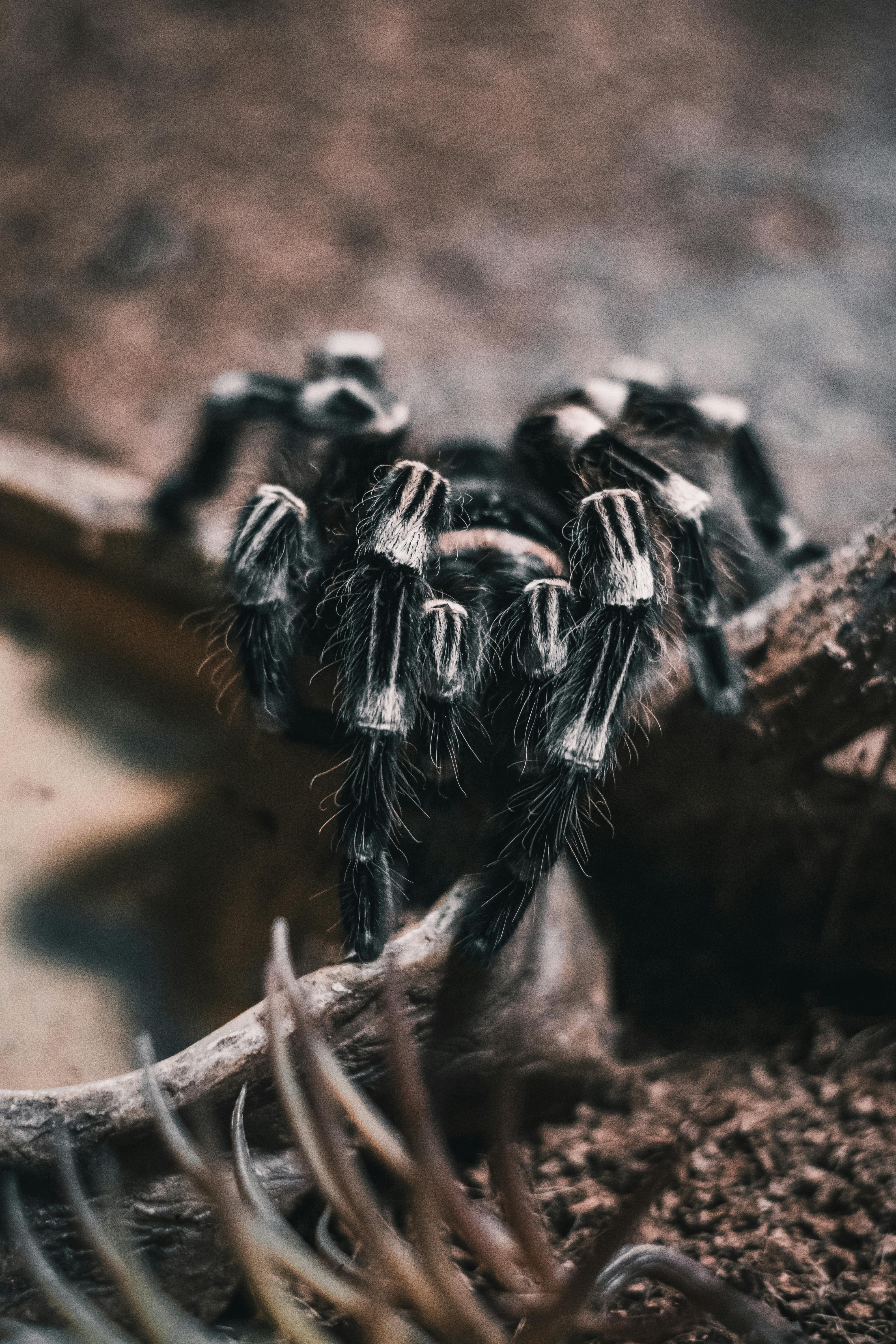 Aphonopelma