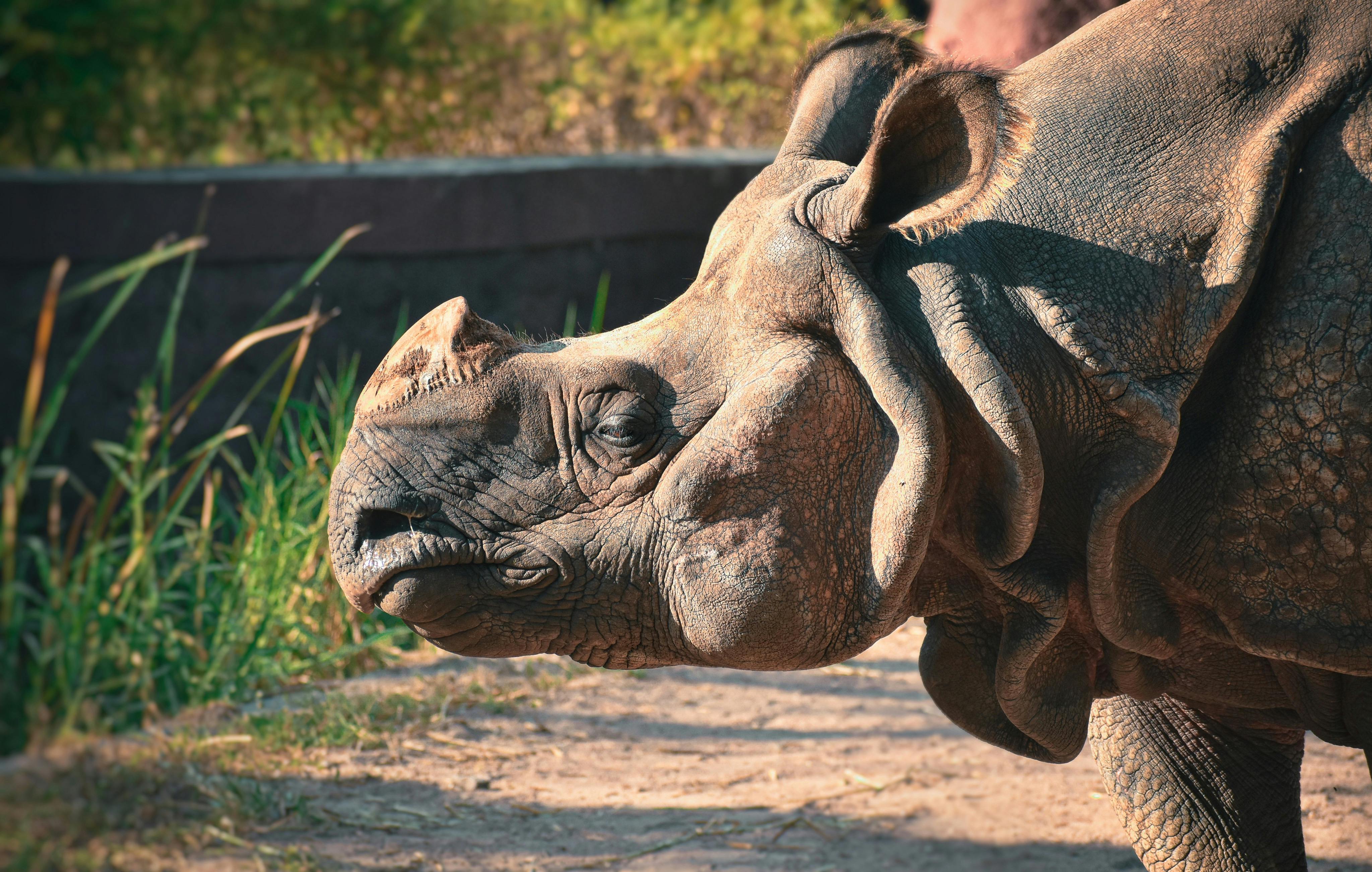 A rhino is standing in the dirt with its head down