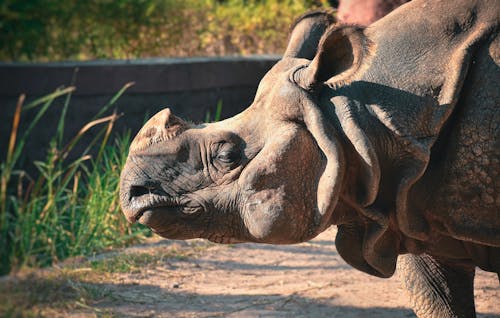 Indian Rhinoceros in Zoo