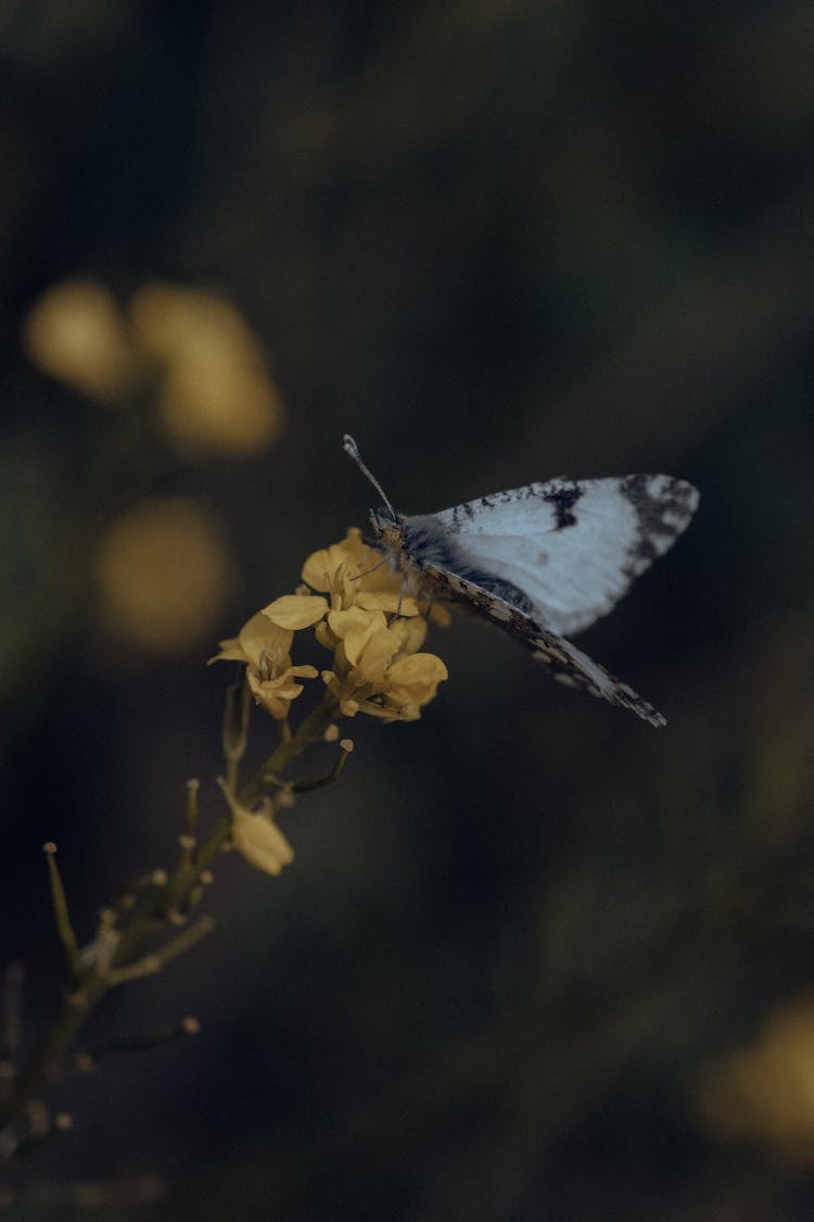 Butterfly On Flower