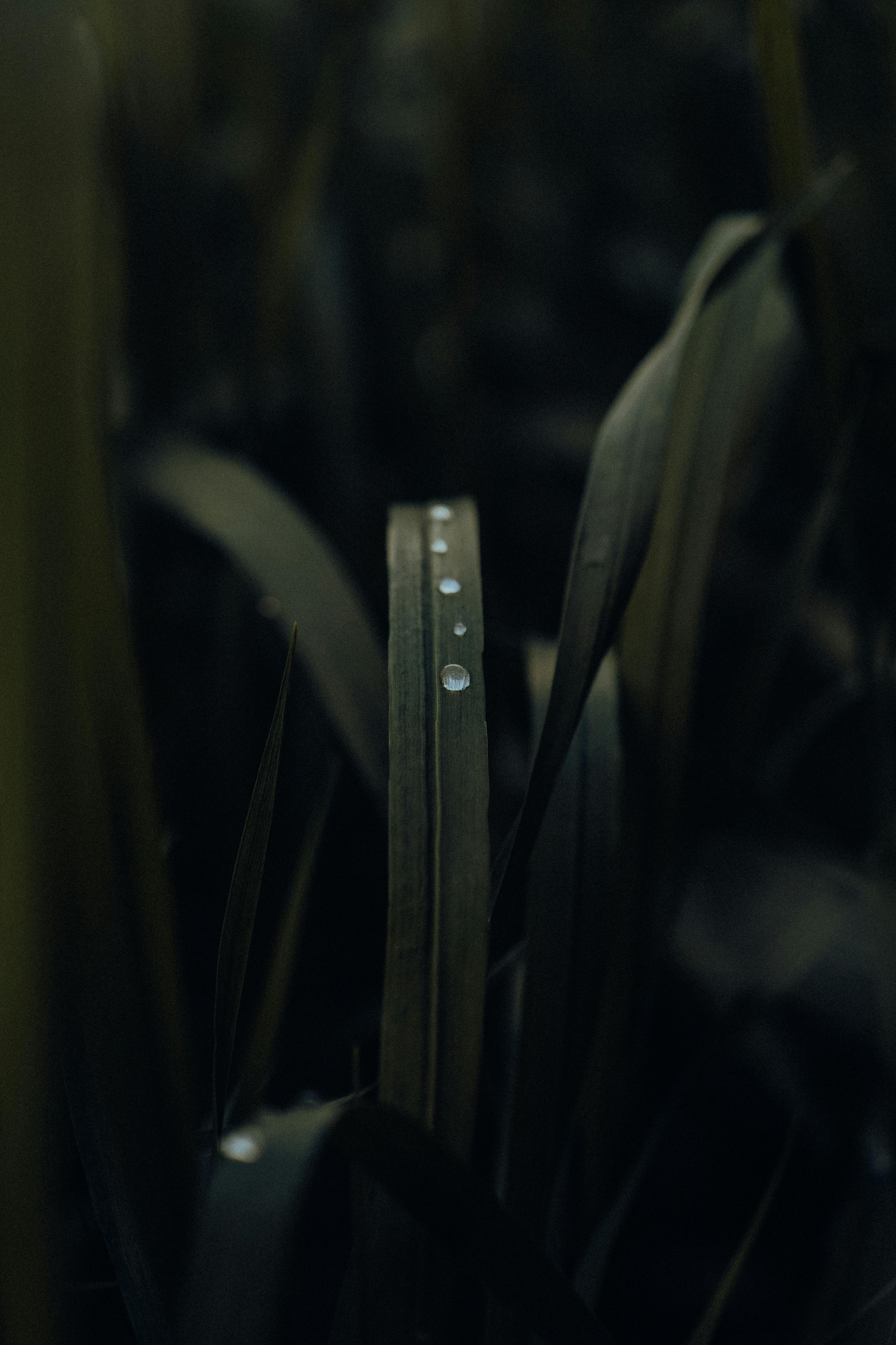 bezplatná Základová fotografie zdarma na téma botanický, čerstvý, čistota Základová fotografie