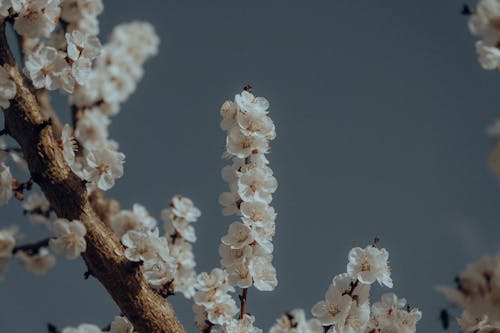 A Blooming Cherry Blossom Branch